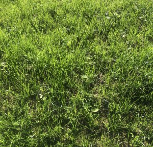 Kerry Agri Update Grass Photo 1 20th September 2024