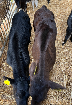 Kerry Agri Update Grass Photo 1 28th March 2025