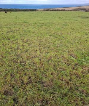 Kerry Agri Update Grass Photo 18th October 2024