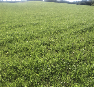 Kerry Agri Update Grass Photo 2 20th September 2024