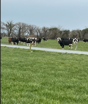 Kerry Agri Update Grass Photo 2 21st March 2025