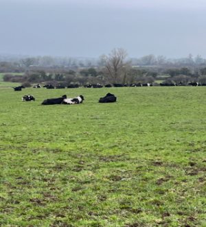 Kerry Agri Update Grass Photo 21st February 2025