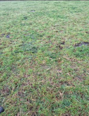 Kerry Agri Update Grass Photo 25th October 2024