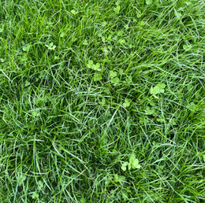 Kerry Agri Update Grass Photo 4th April 2025