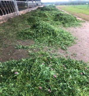 Kerry Agri Update Grass Photo 6thSeptember2024