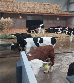 Kerry Agri Update Grass Photo 7th March 2025