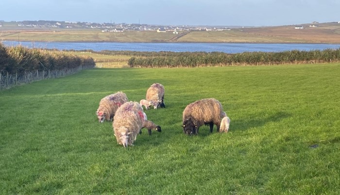 Meet Teagasc BETTER Farm Sheep Programme Participant - Kevin Carey