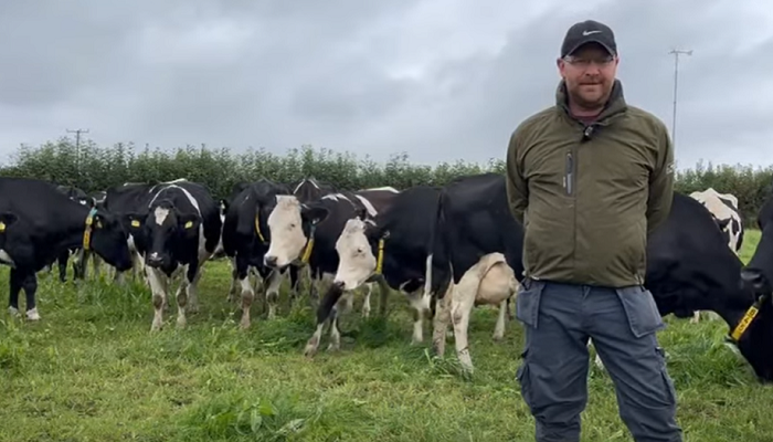 Watch: Maximising grazing under an organic dairy farming system
