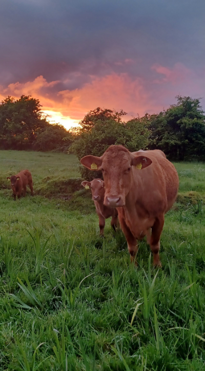 beef photo competition