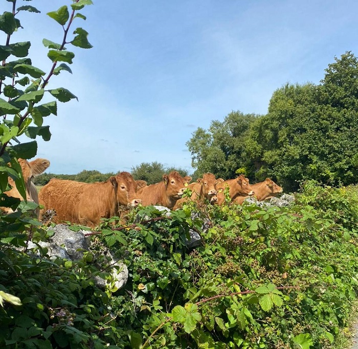 Cattle looking over a wall