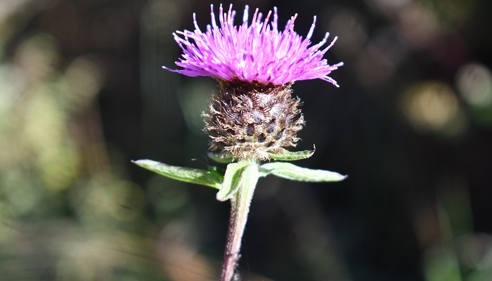 Growing Wild - Bird’s foot trefoil and Knapweed