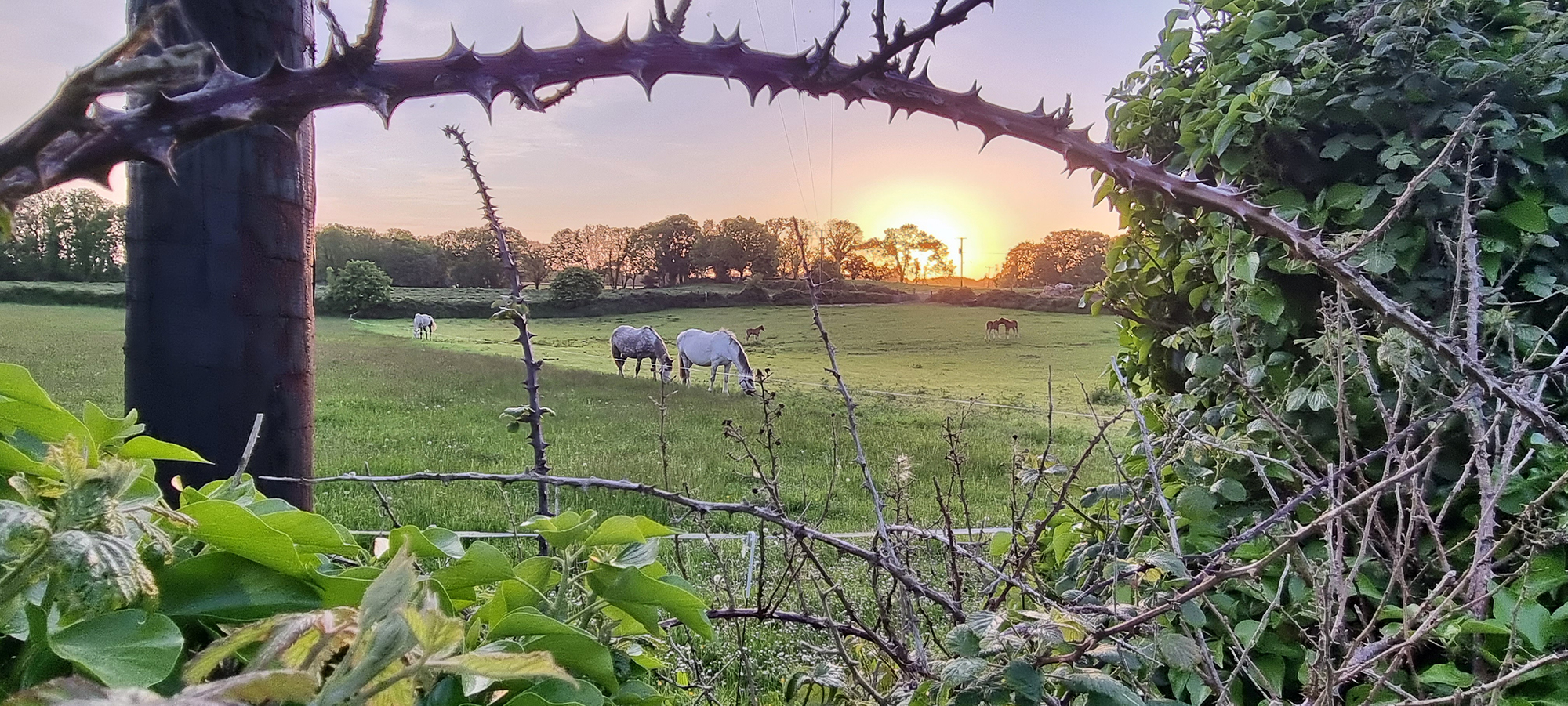 equine photo competition