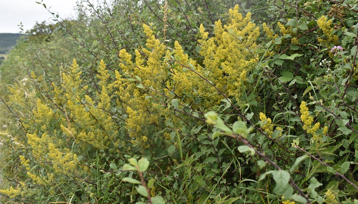 Growing wild - Privet and Lady’s Bedstraw