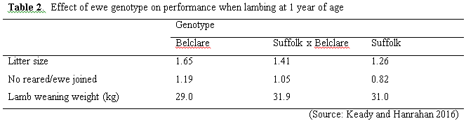 genotype effect on lambing performance