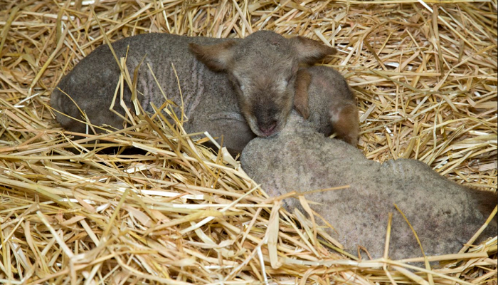 Reducing losses at lambing