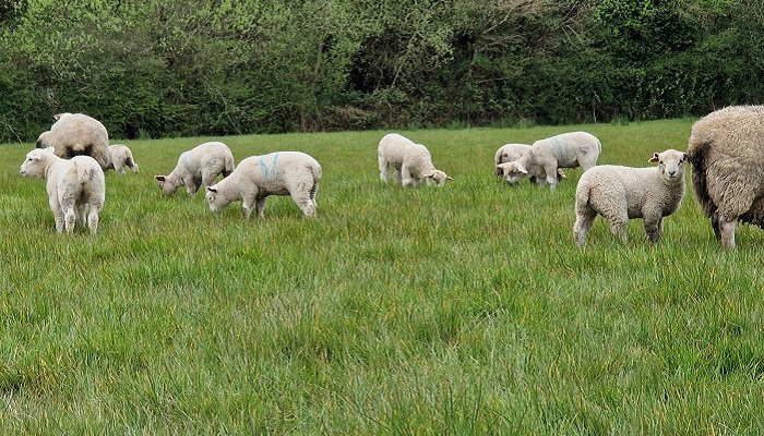 Lambs on Brian Keanes farm