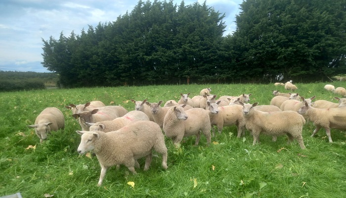 Lambs on a multispecies sward on Amy Jacksons farm