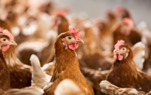 Layers - laying hens