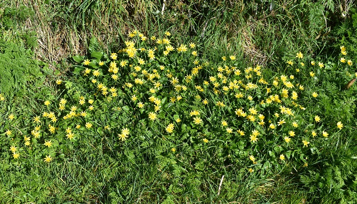 Growing Wild: Lesser Celandine and Ivy berries