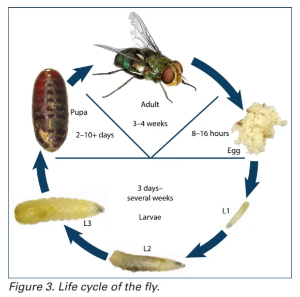 Life cycle of a fly - Adult fly lays eggs larvae develop from 3 days to several weeks followed by pupa for 2 - 10 days finally an adult fly living for 3 -4 weeks
