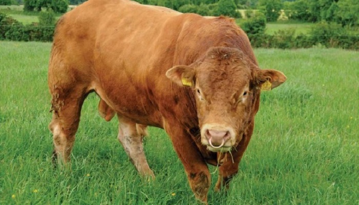 Bull Safety