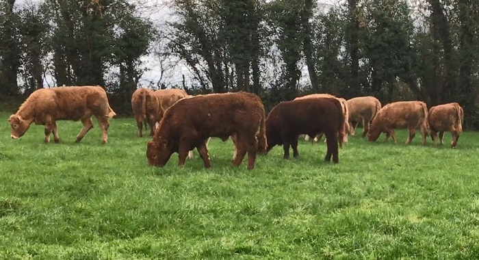 Key take-home messages from the Teagasc Drystock Grass Workshops