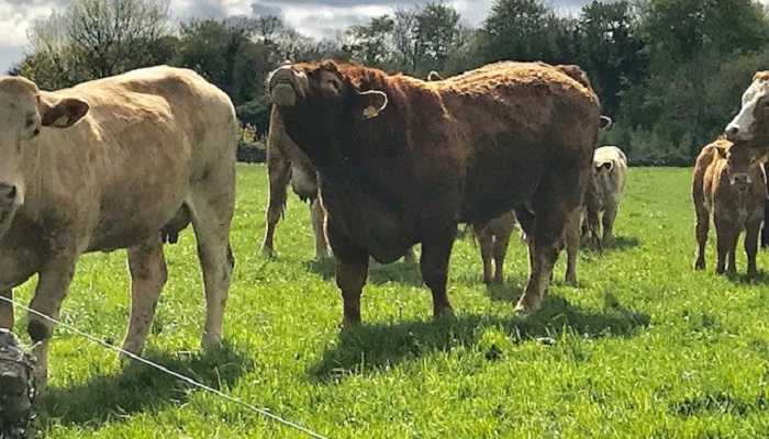 Beef farming and its challenges in Ireland