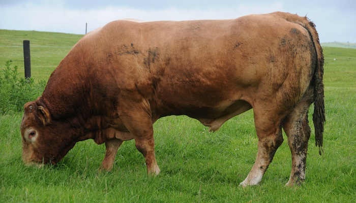 Stock bull fertility: 10 key considerations