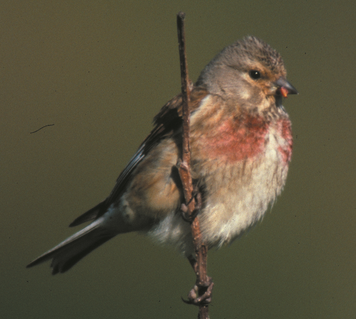 Linnet