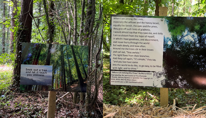 Listening to the trees signs in a forest reading 'seek out a tree and let it teach you stillness' and the poem 'when i am among the trees' by Mary Oliver