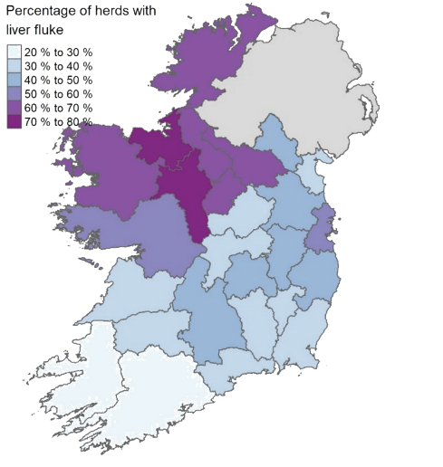 A map produced by AHI showing the number the 2. Percentage of herds with at least one animal showing signs of liver fluke at slaughter in 2024 to date. Counties along the north western seaboard had rates from 40-80%, farms in the south and east ranged from 20-20% to 40-50%