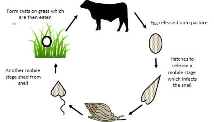 Liver Fluke on Farms