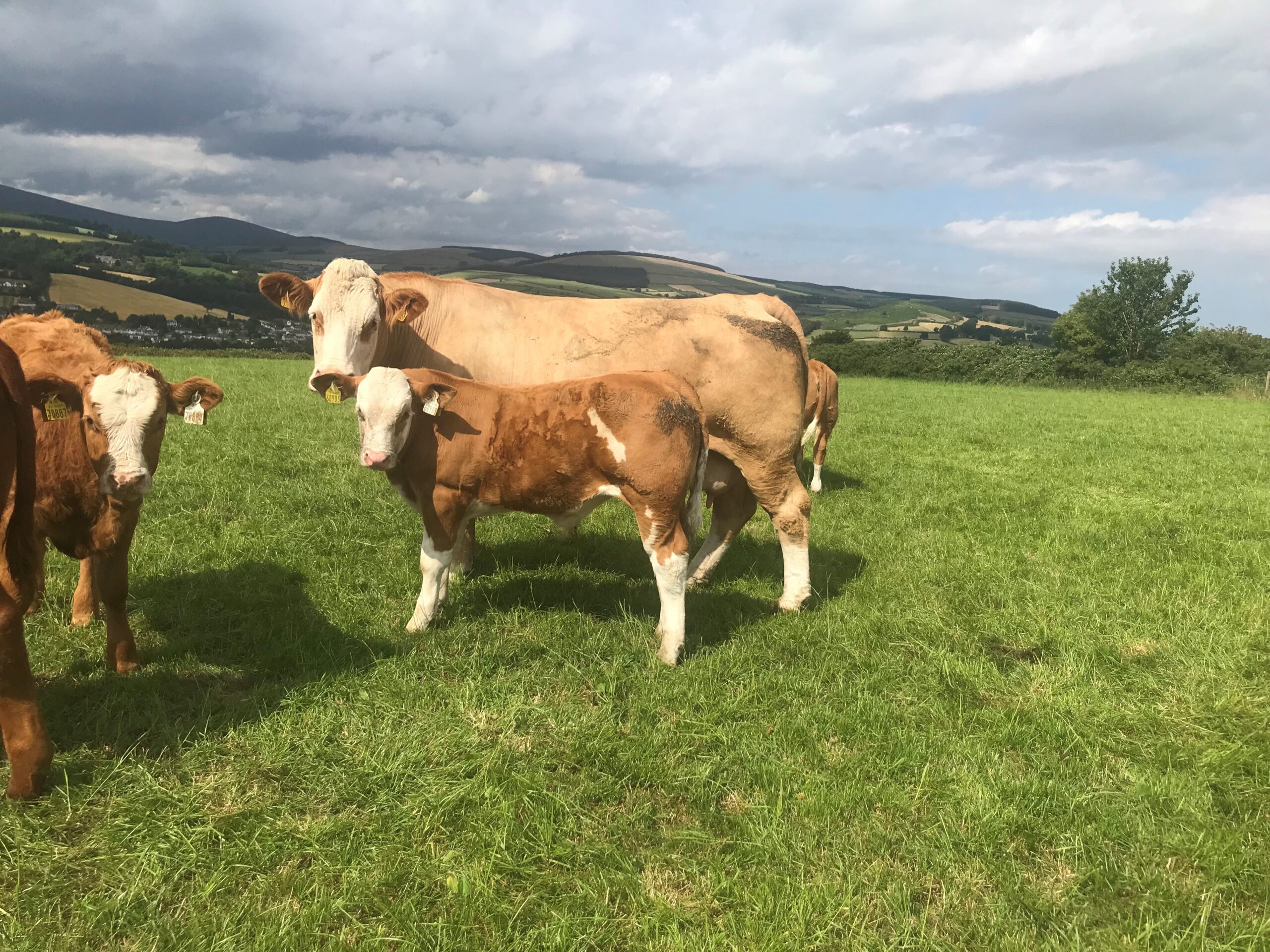 John Pringle Lucys cow and calf