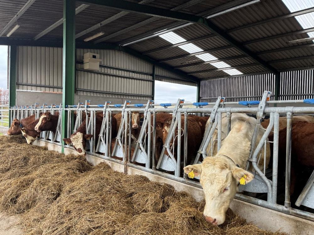 Cows eating silage in shed