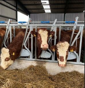 In calf heifers