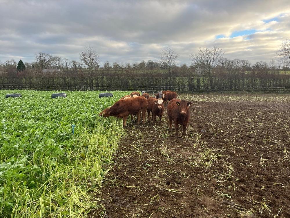 Weanlings grazing catch crop