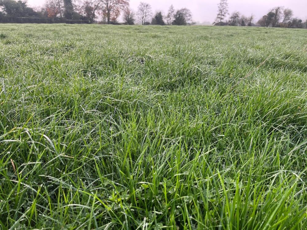 Heavy grass paddock for grazing