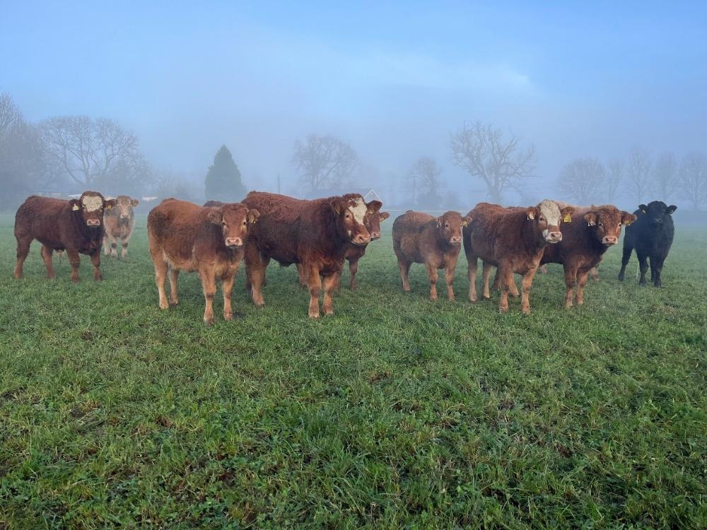 Weanlings at grass