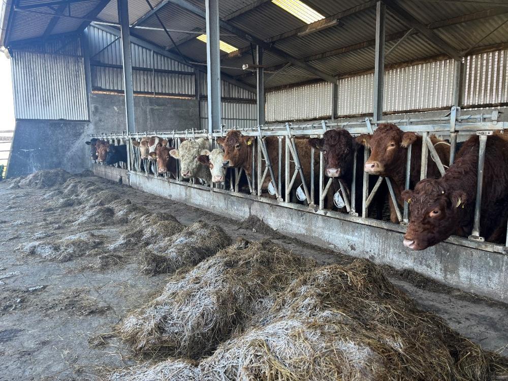Housed cows are getting restricted silage
