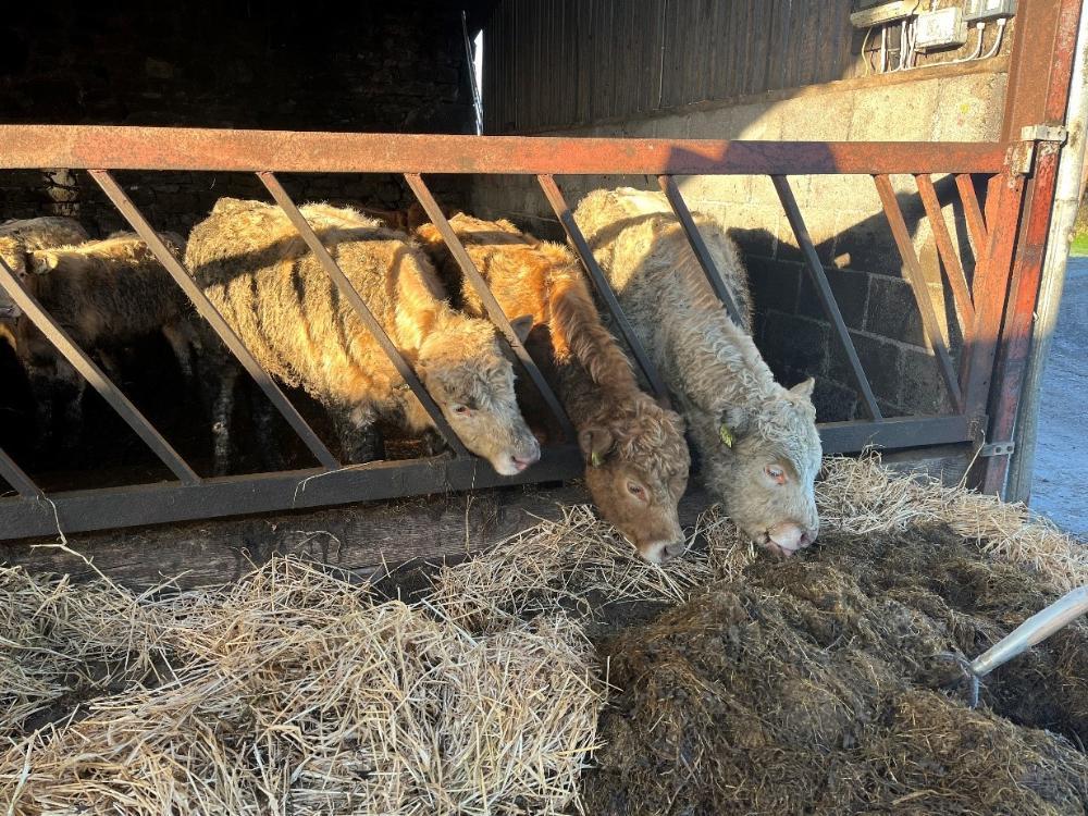 Bulls eating silage and straw