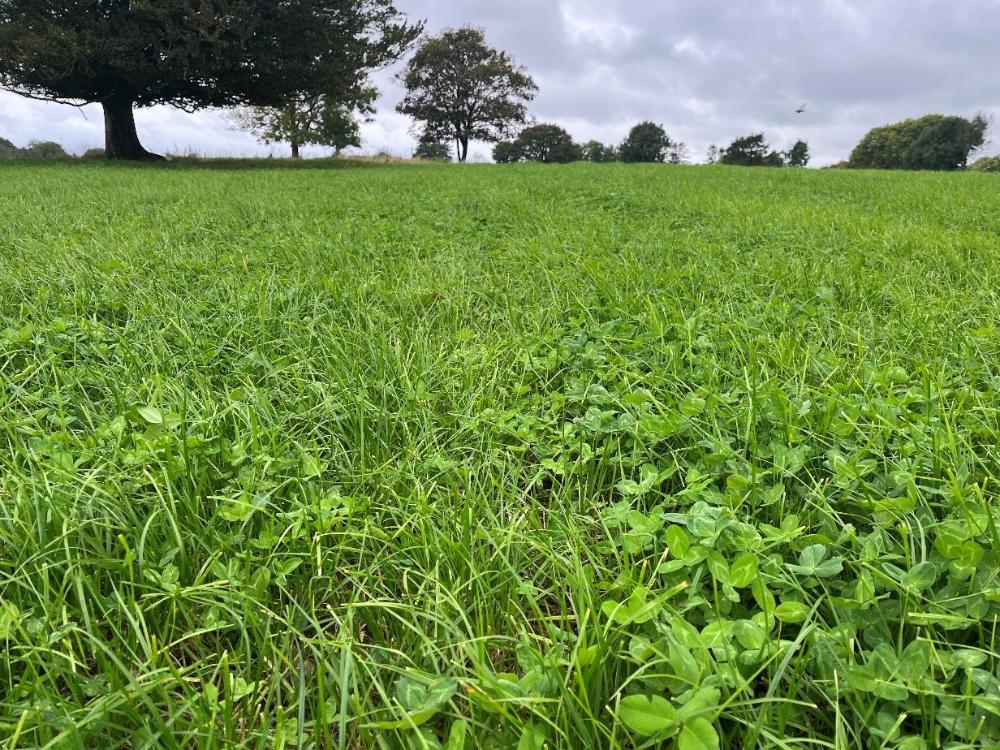 Red clover field