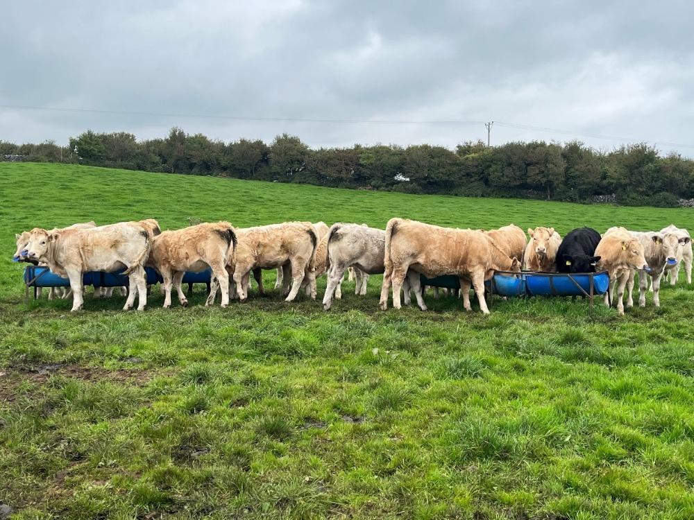 Heifers eating ration with nose paddles