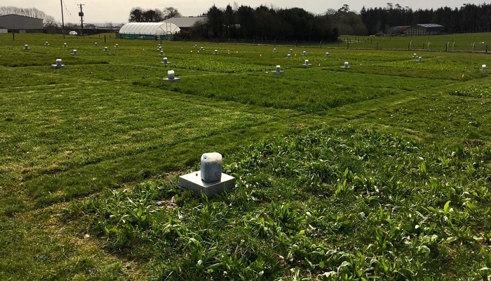 Saoirse wins International Award for her Teagasc multi-species sward research