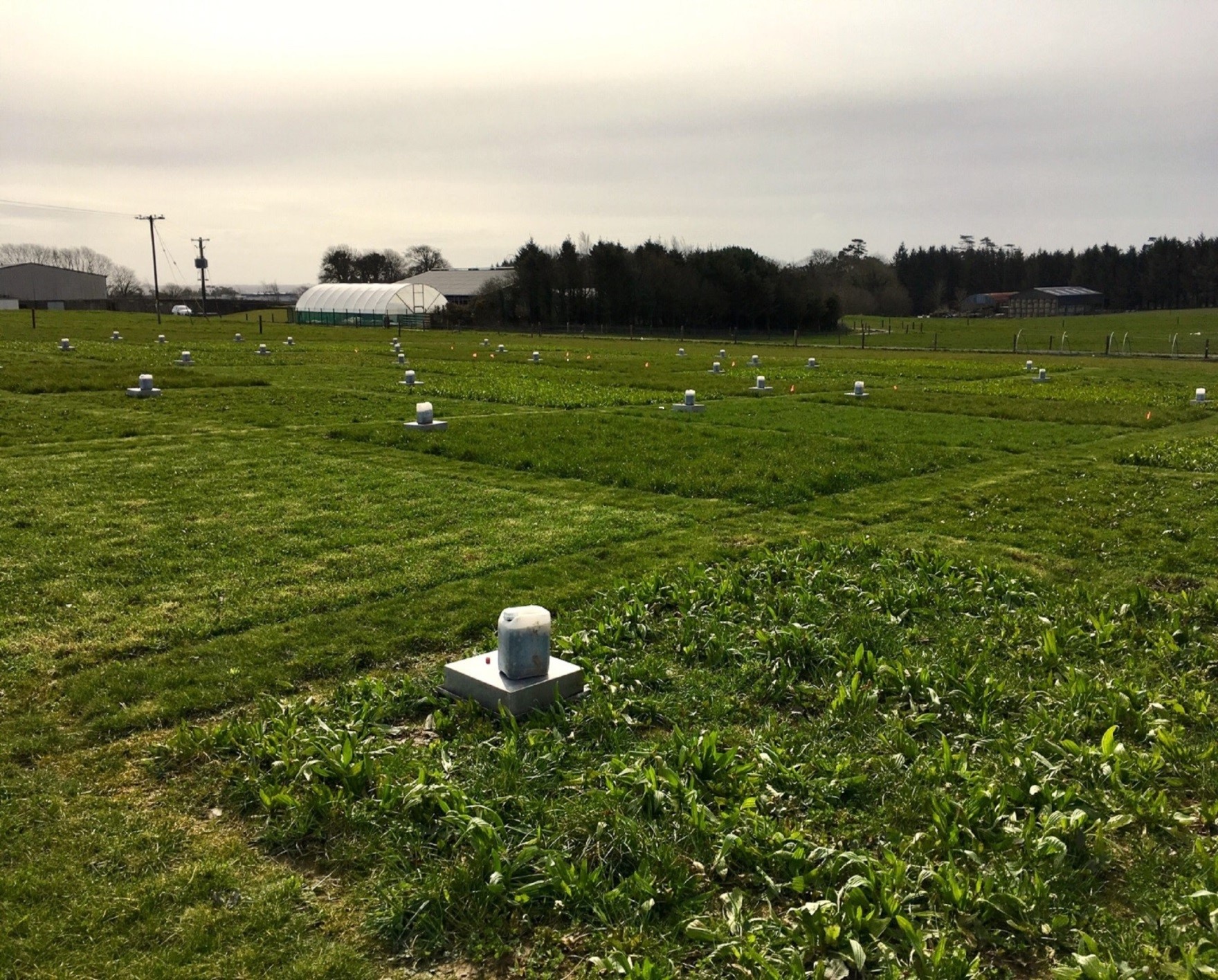 International award for Teagasc early career researcher for showing that multi-species mixtures enhance grassland sustainability