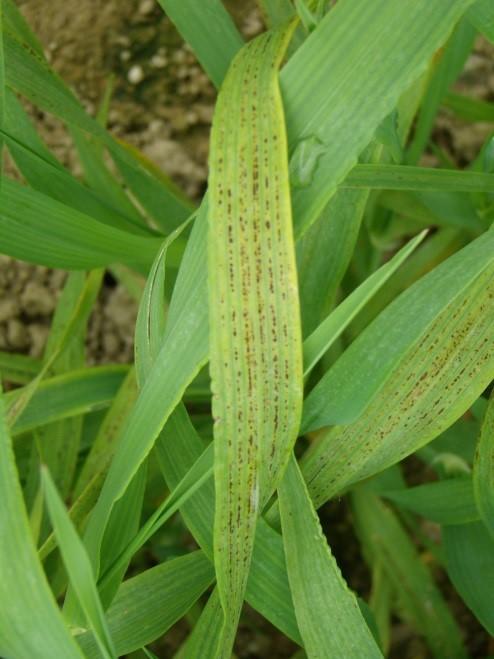 Maganese deficiency in barley