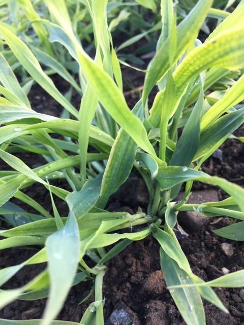 Magnesium deficiency in spring barley