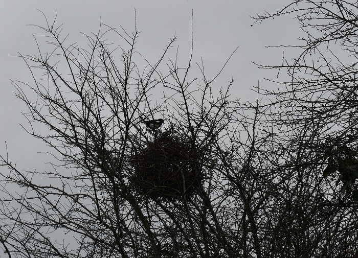 Growing Wild Willow Catkins and Birds Nests
