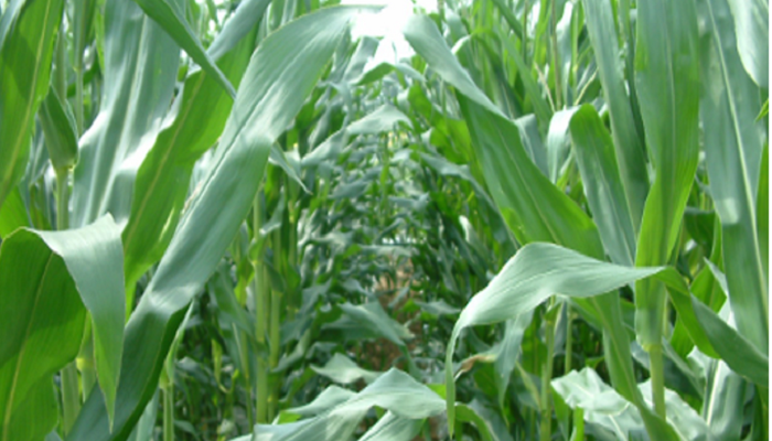 Growing Maize Silage Considerations