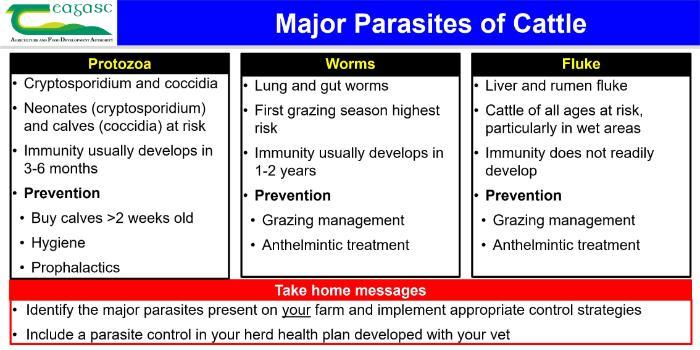 Major Parasites of Cattle