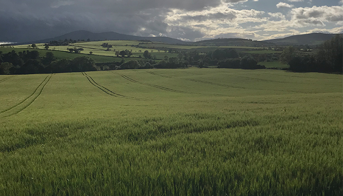 Spring Malting Barley Series - Aphid Weed control